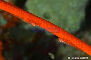Bryaninops loki Gobie gorgone fouet-Junceella juncea Binongky Tanjung bante-21m-20180527-Denis-ADER-DSC_1112_tn
